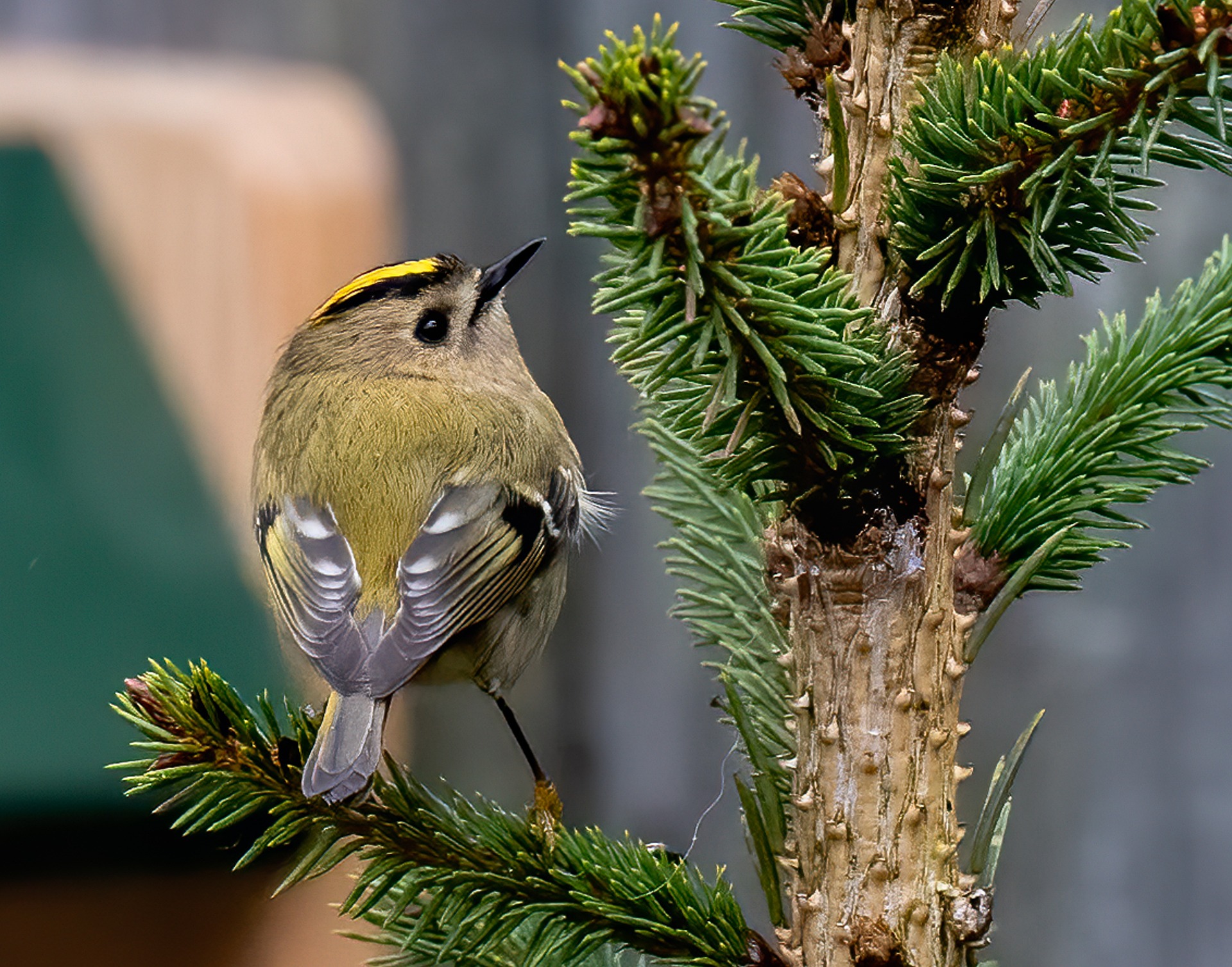 Das Wintergoldhähnchen- kleinster Brutvogel Europas