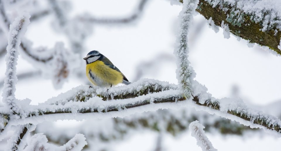 Eine Blaumeise sitzt auf einem mit schneebedeckten Ast.