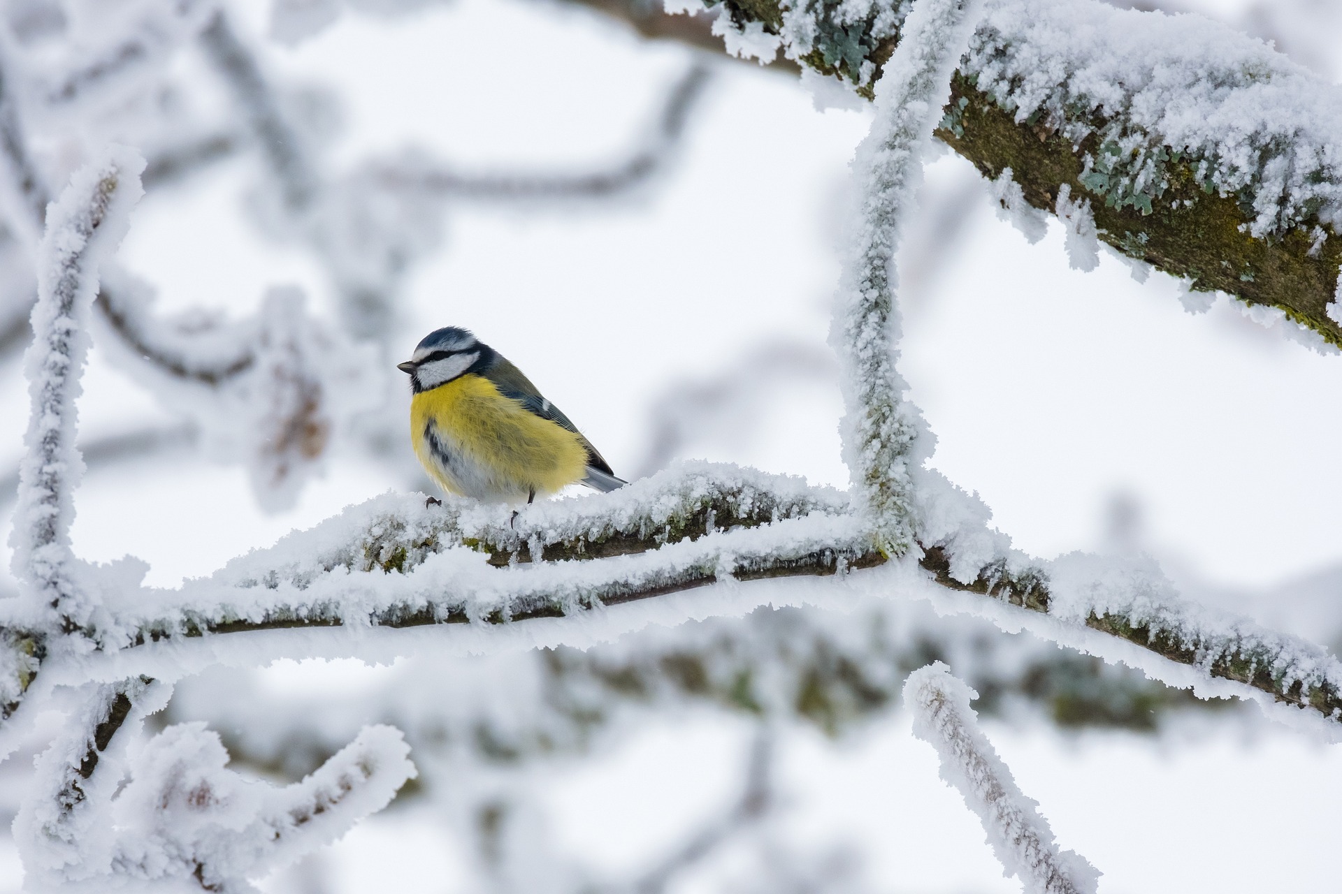 Vogelgesang im Winter