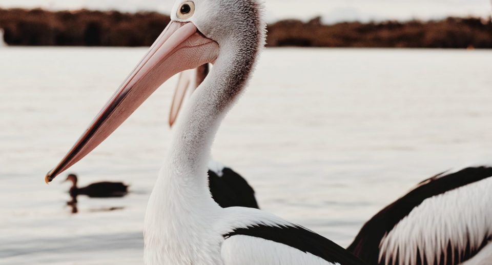 Auf dem Foto ist ein weißer Pelikan zusehen vor einem See.