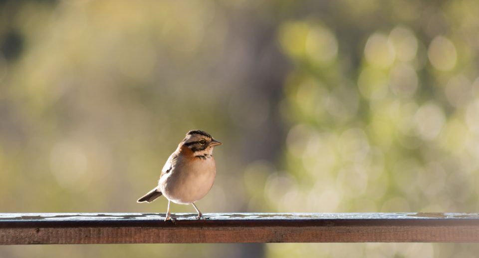 Das Foto zeigt einen Sperling, der auf einem Holzzaun sitzt.
