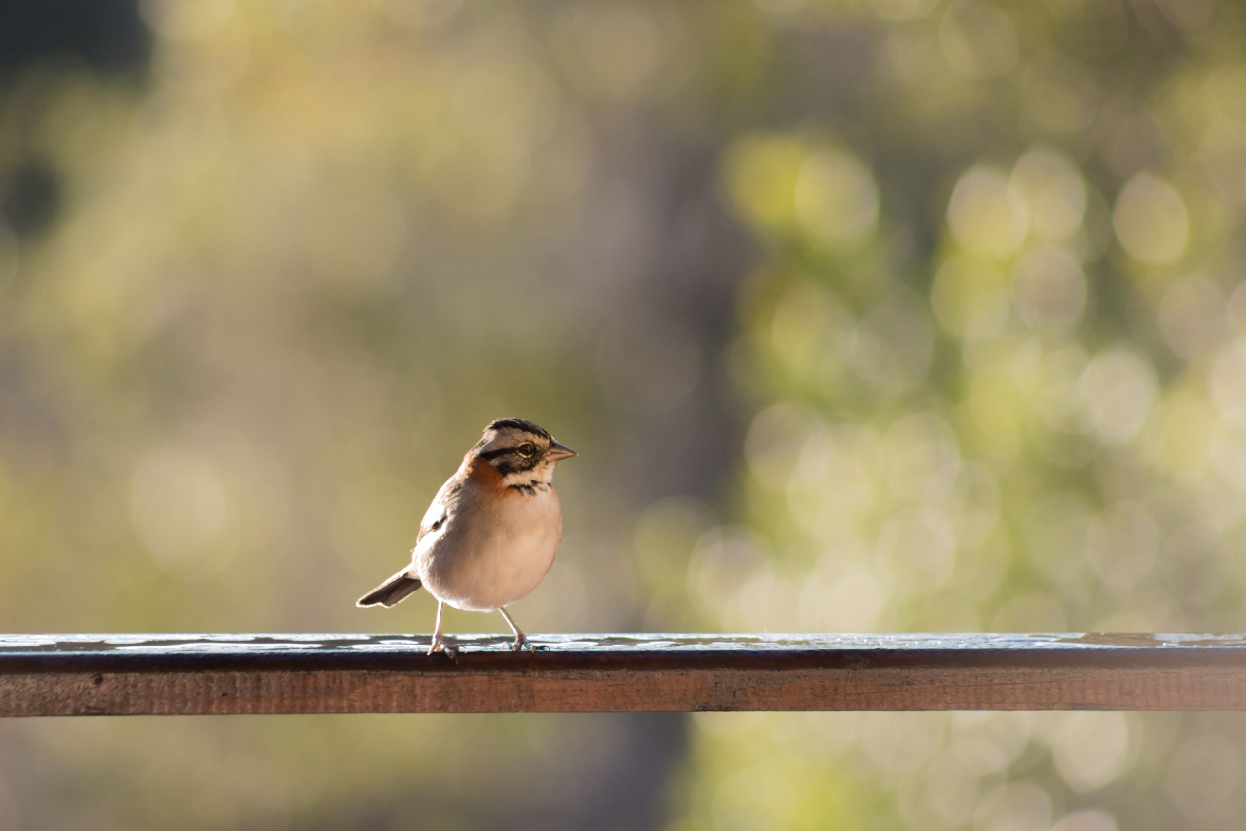 Achtsam ins neue Jahr mit Birding