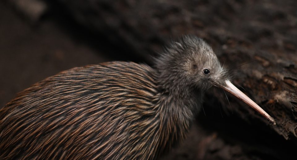 Der Nordinsel-Kiwi, Apteryx mantelli, ist der am weitesten verbreitete Kiwi, von dem es in Neuseeland noch etwa 35.000 Exemplare gibt.