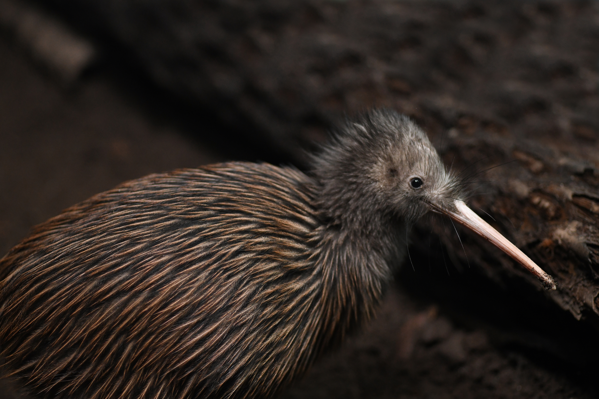 Der Kiwi – Nationaltier Neuseelands