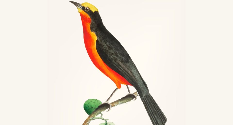 Der Goldscheitelwürger – prächtiger Vogel aus Afrika