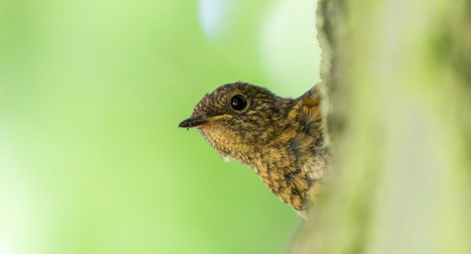 Das Foto zeigt einen Vogel in Nahaufnahme vor einem grünen Hintergrund.