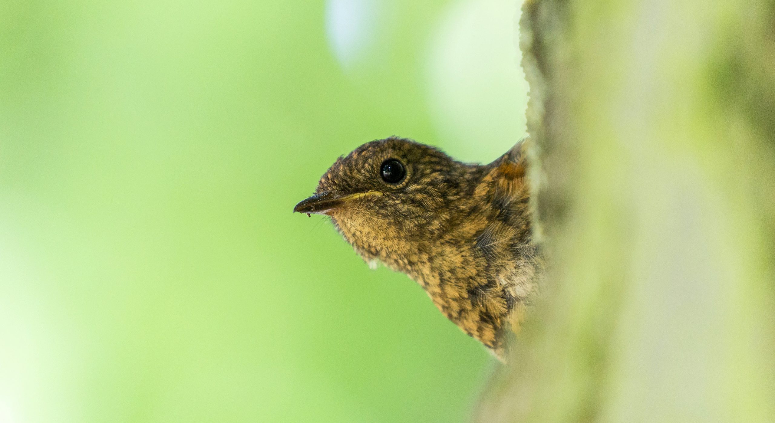 Hilfreiche Tipps für die erfolgreiche Vogelfotografie