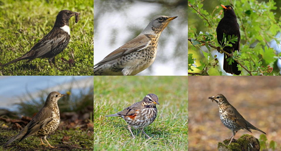 Drosseln – eine artenreiche Vogelfamilie