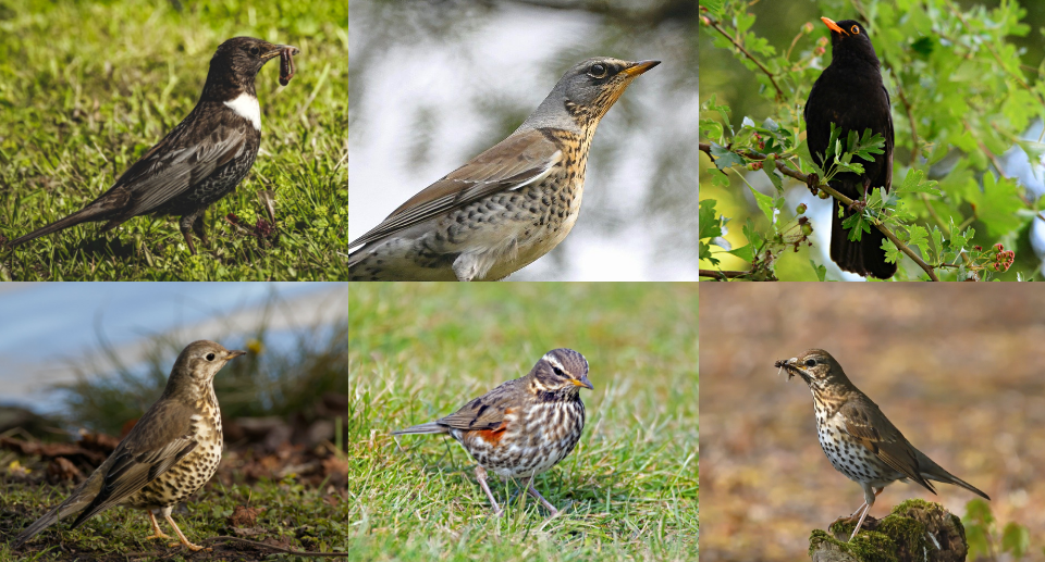 Drosseln Eine Artenreiche Vogelfamilie Vogelbeobachtung In Deutschland Drosseln Eine Artenreiche Vogelfamilie Vogelbeobachtung In Deutschland
