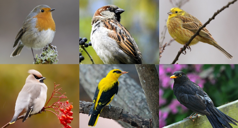 Das Foto zeigt eine Collage aus Fotos von einem Pirol, einem Seidenschwanz, einem Sperling, einer Amsel, einem Rotkehlchen und einer Goldammer.