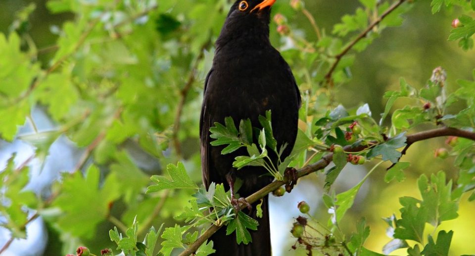 Amsel – bekannter Singvogel