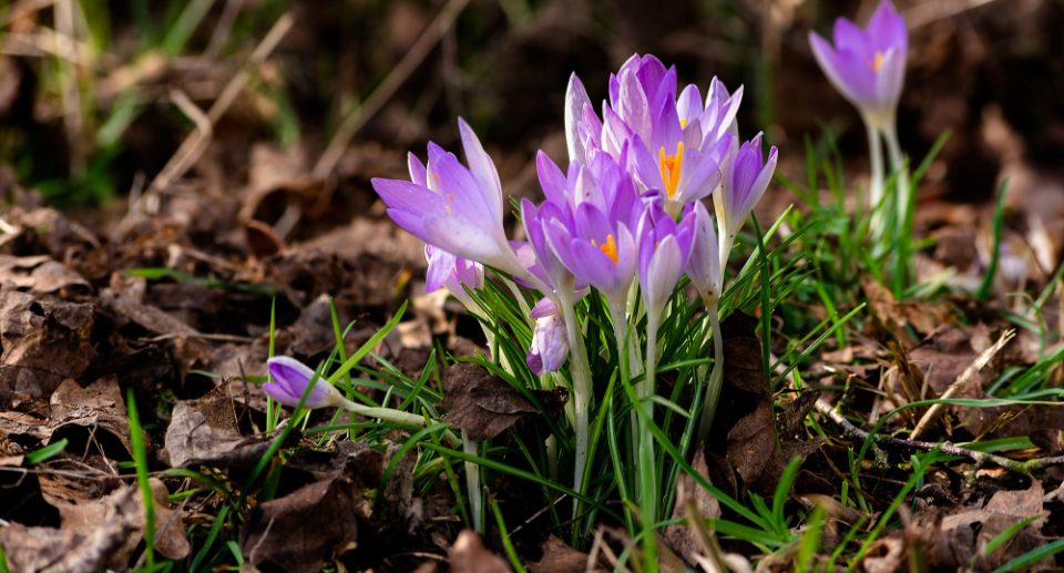 Das Foto zeigt blühende Krokusse zwischen braunem Laub.