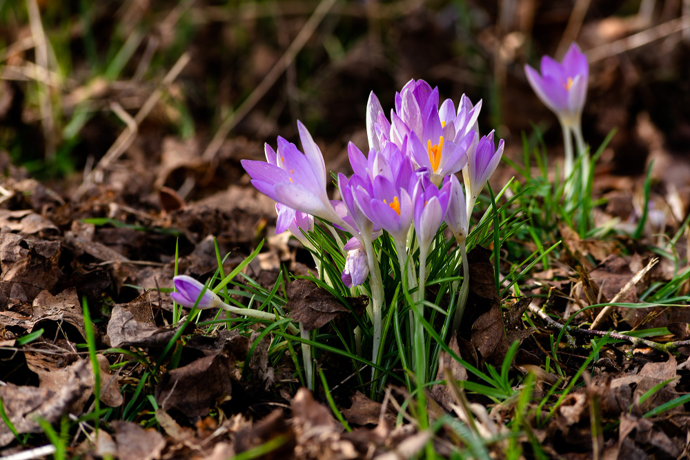 Natur des Monats: Naturtipps im Februar