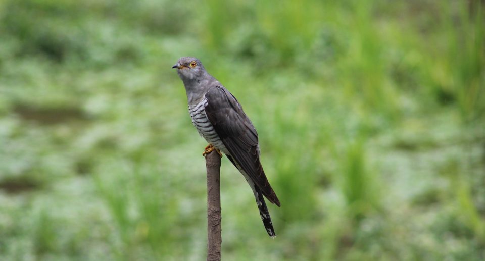 Kuckuck – anmutiger Vogel mit einzigartigem Gesang