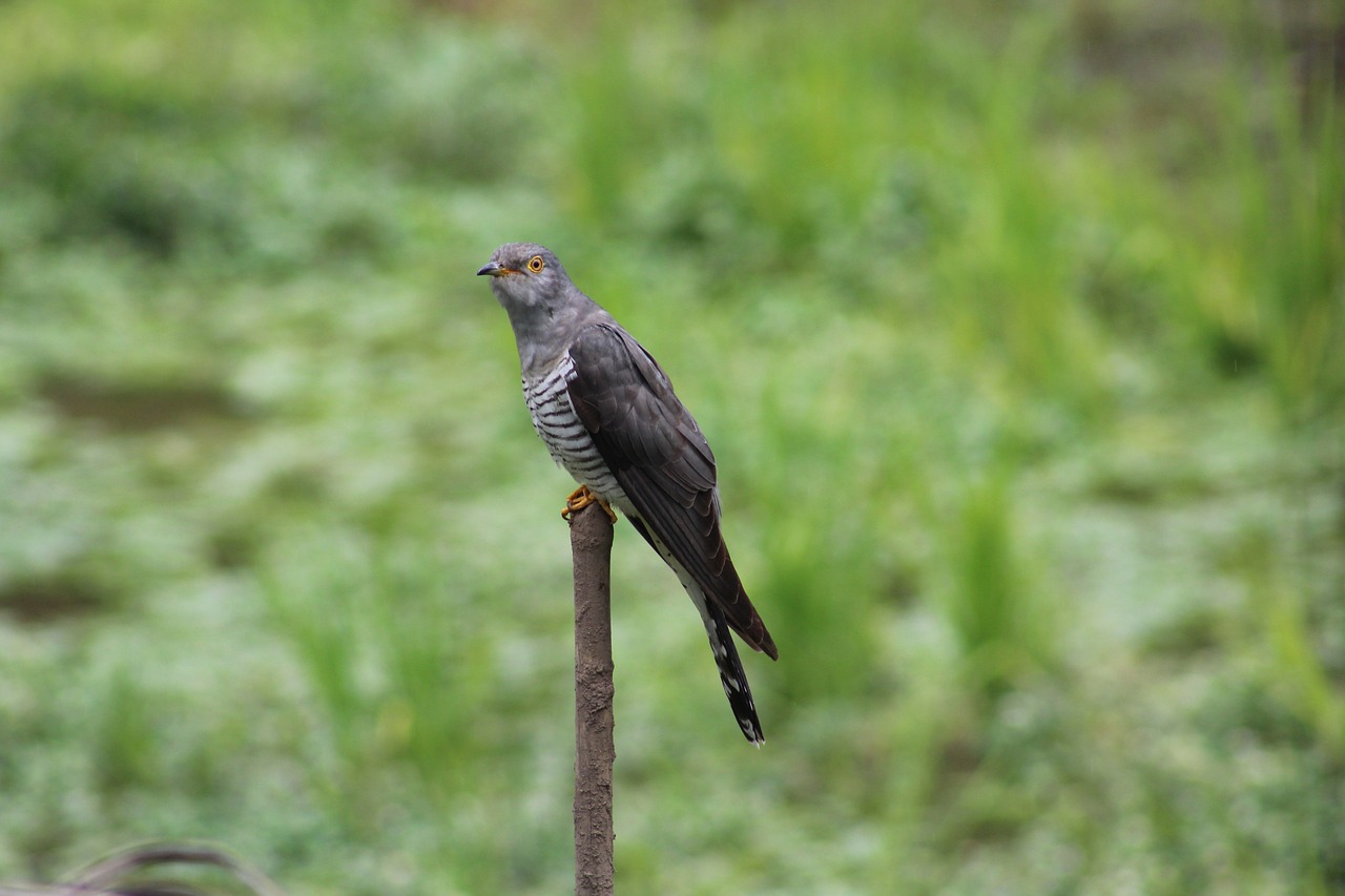 Kuckuck – anmutiger Vogel mit einzigartigem Gesang