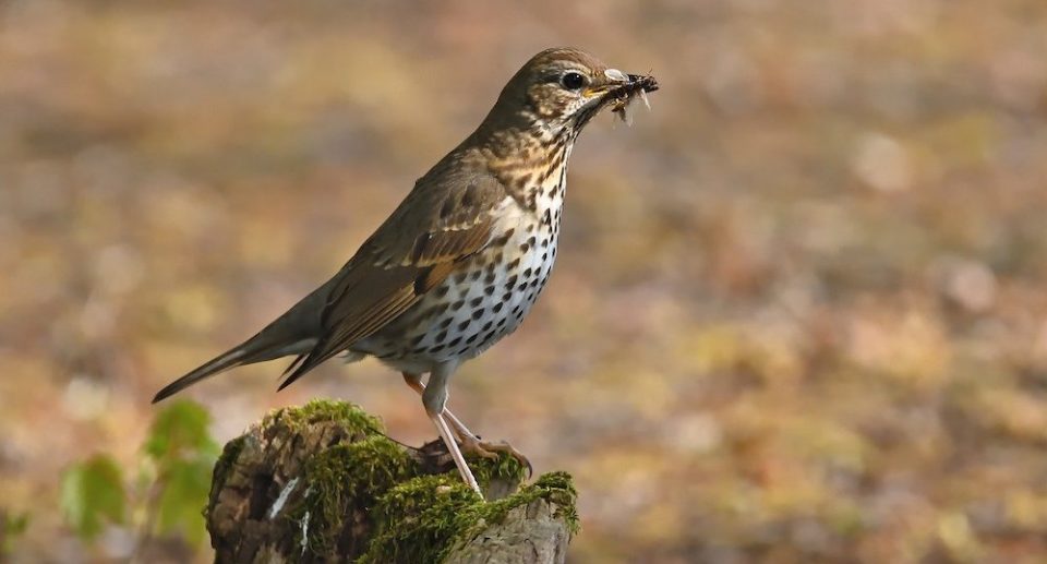 Singvögel – Gefiederte Sänger