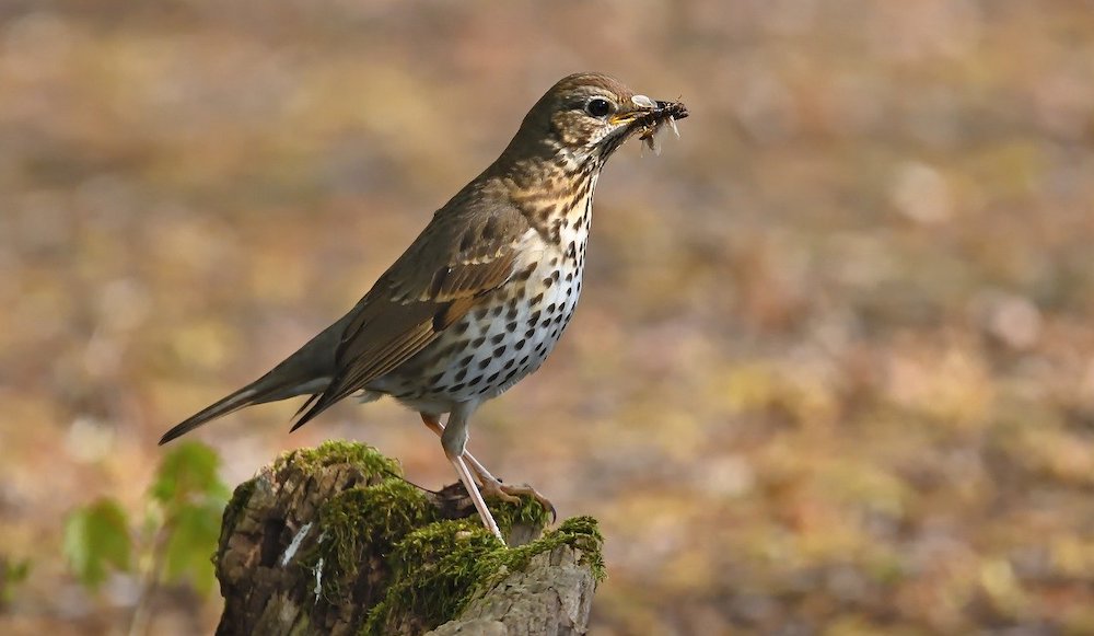 Singvögel – Gefiederte Sänger