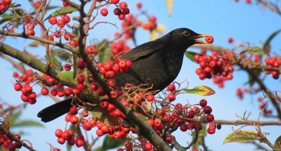 Amsel – bekannter Singvogel