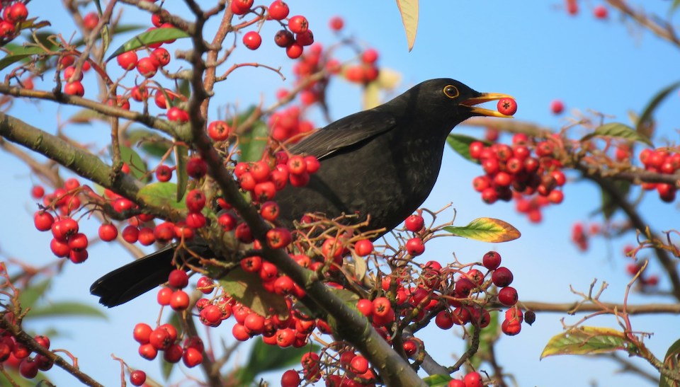 Amsel – bekannter Singvogel