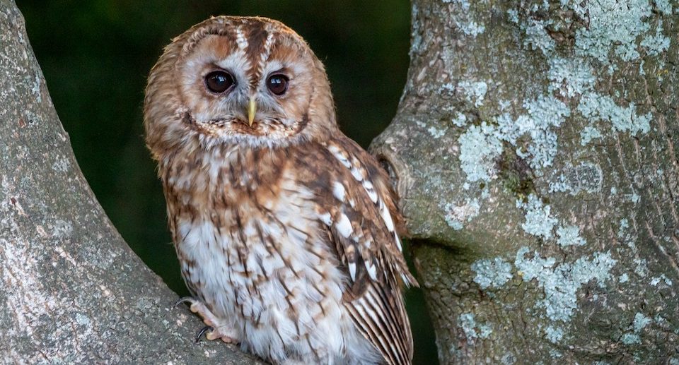 Waldkauz – lautloser Jäger zwischen den Bäumen