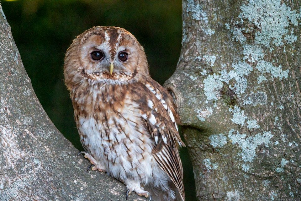 Waldkauz – lautloser Jäger zwischen den Bäumen