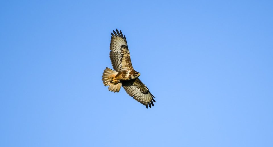 Das Foto zeigt einen Mäusebussard, der am Himmel fliegt.