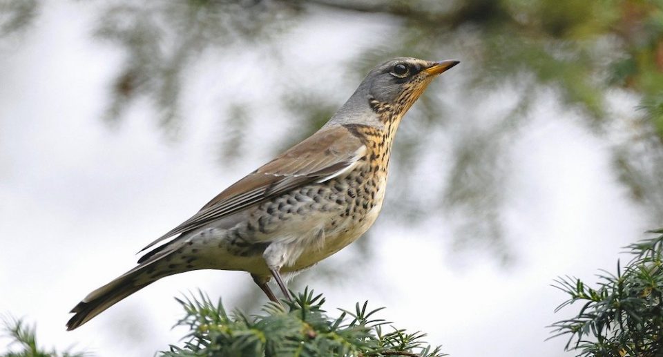 Wie riechen Vögel?