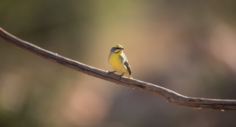 Der Frühling steht vor der Tür – Das Sonnenbad der Vögel