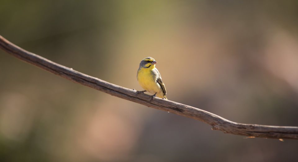 Der Frühling steht vor der Tür – Das Sonnenbad der Vögel