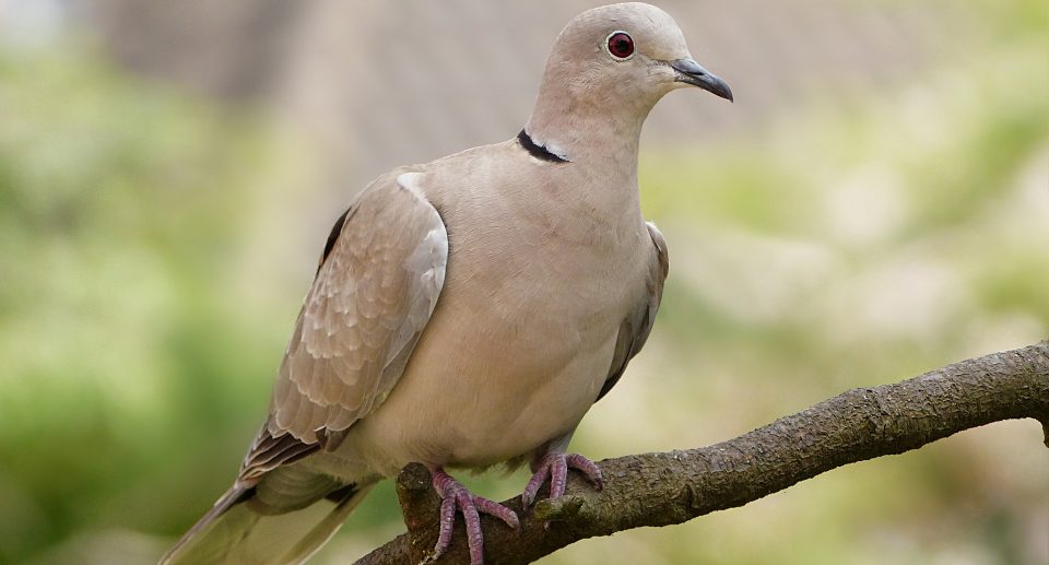 Türkentaube – Zweithäufigste Wildtaube Deutschlands