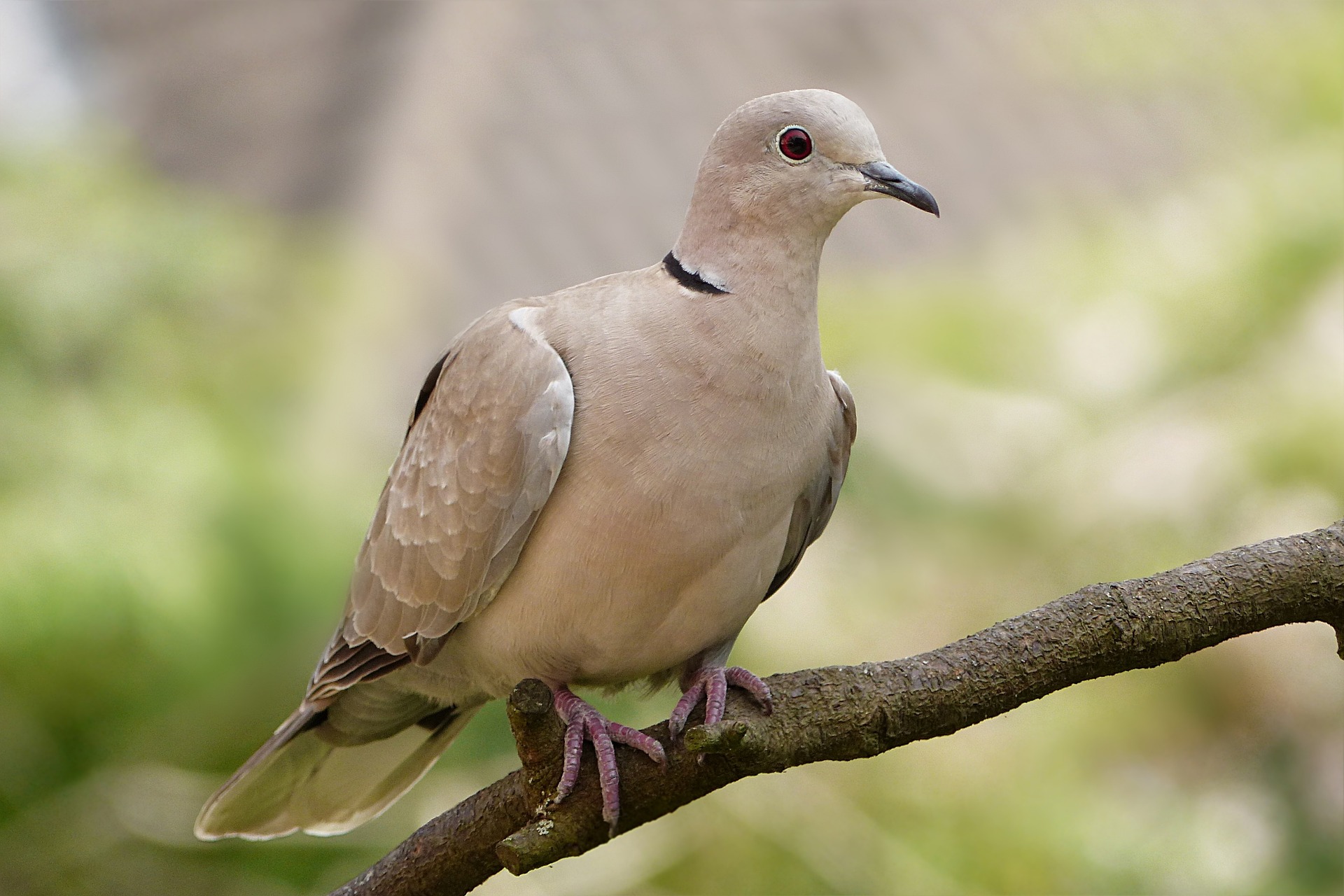 Türkentaube – Zweithäufigste Wildtaube Deutschlands