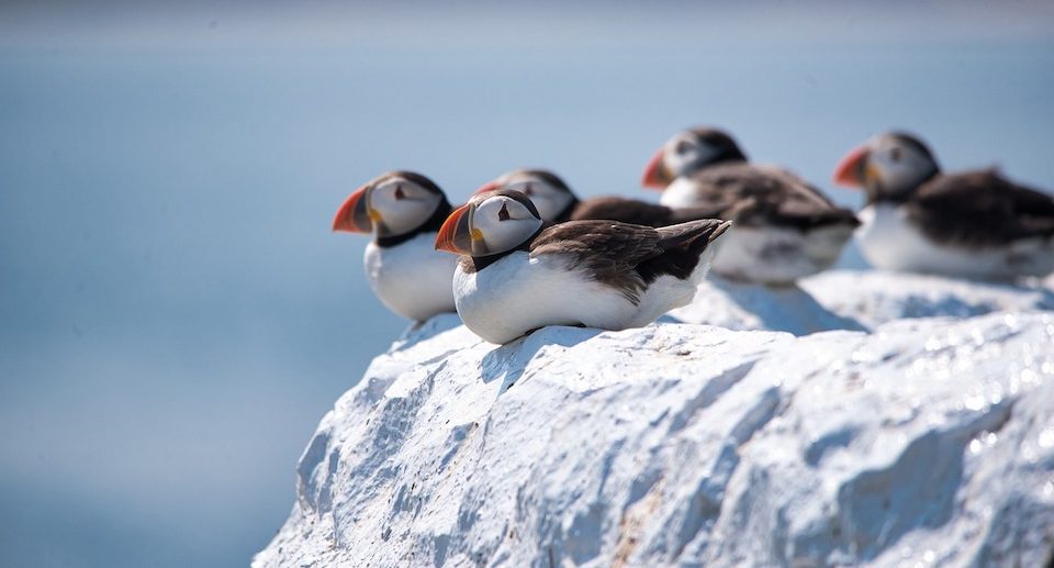 Beeindruckende Vogelwelt auf Island