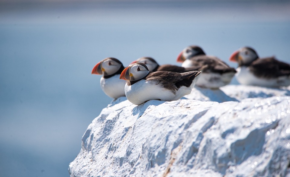 Beeindruckende Vogelwelt auf Island
