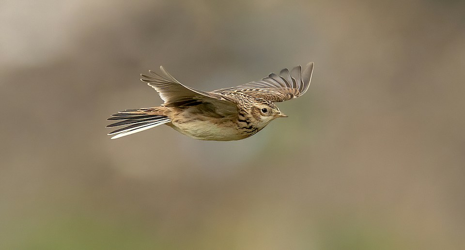  Eine Feldlerche im Flug mit ausgebreiteten Flügeln, scharf fokussiert gegen einen weichen Hintergrund, was die Schönheit und Anmut der Vogelbewegungen hervorhebt.