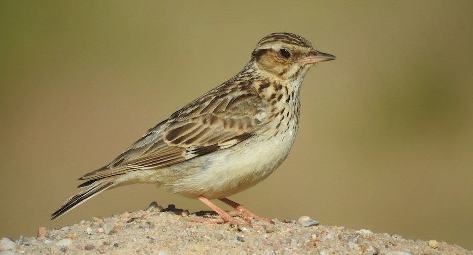 Eine Heidelerche steht auf sandigem Boden vor einem unscharfen natürlichen Hintergrund, das Profil des Vogels hebt sich deutlich ab und zeigt seine typischen Gefiedermerkmale.