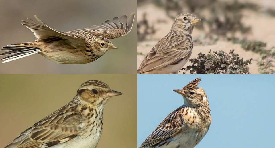 Collage aus vier Lerchenarten in ihrem natürlichen Habitat: fliegende Feldlerche, Stummellerche im Busch, Heidelerche auf dem Boden, und Haubenlerche auf Holz.