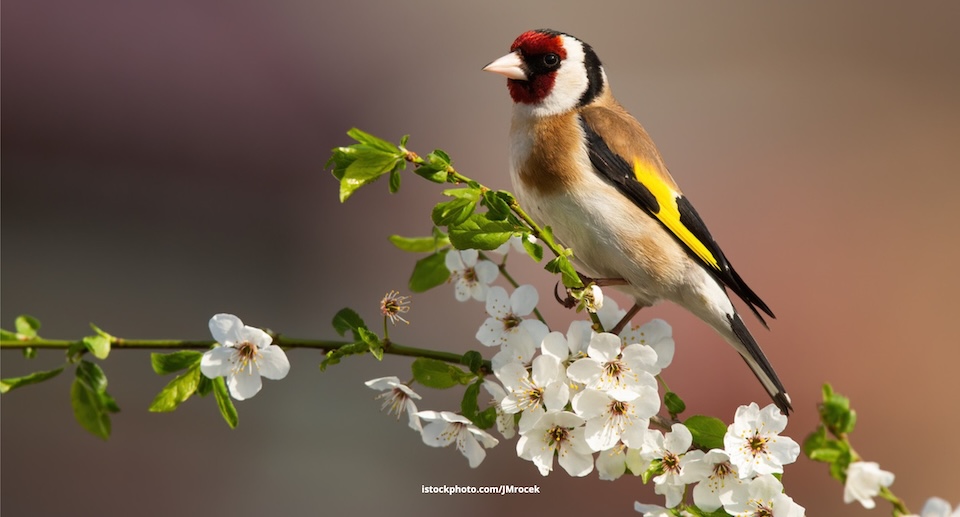 Stieglitz – farbenfroher Sänger