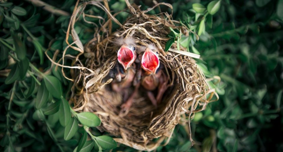 Tipps zur Rücksichtnahme während der Brutzeit im Mai