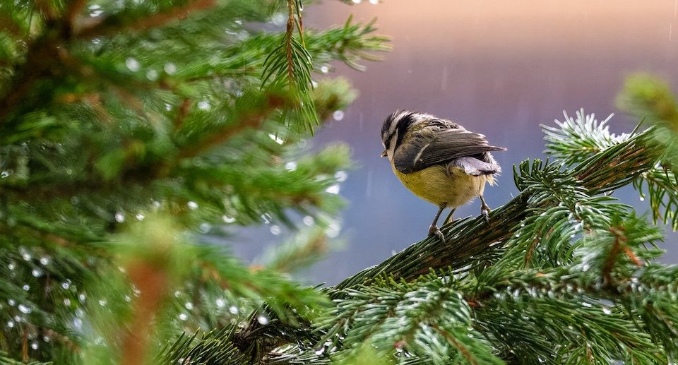 Meise sitzt auf einem Tannenzweig im Regen, von hinten fotografiert