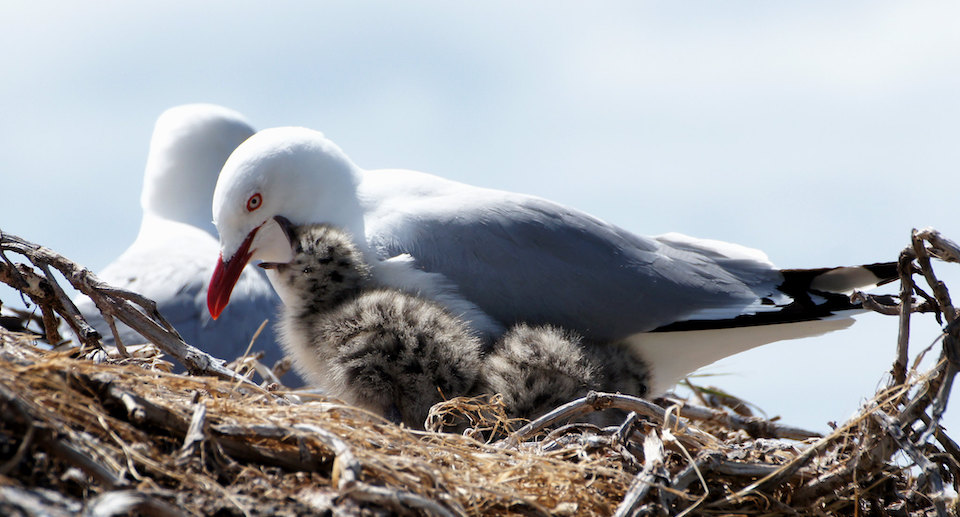 Eine Rotschnabelmöwe kümmert sich um ihre Küken im gemütlichen Nest, während ein zweiter Vogel im Hintergrund Wache hält.