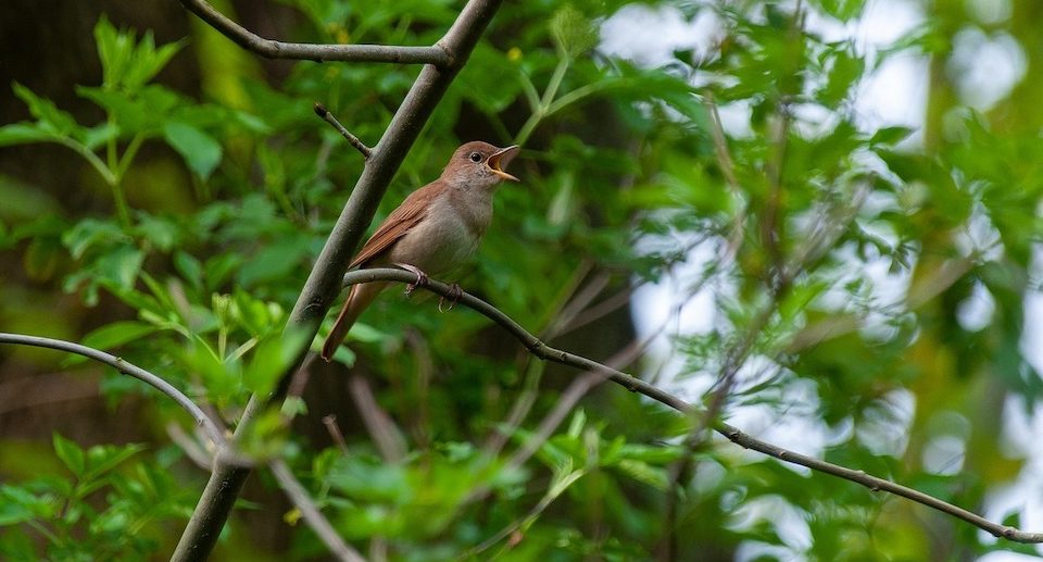 Eine Nachtigall singt von einem Ast aus, umgeben von dichtem grünen Laub im Wald.