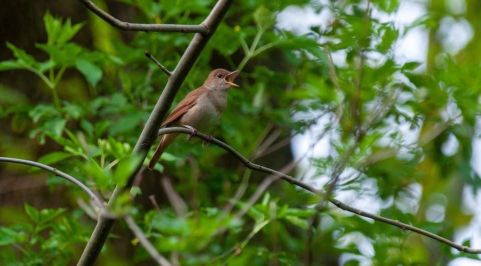 Vogel Uhr – Welcher Vogel singt zu welcher Uhrzeit?