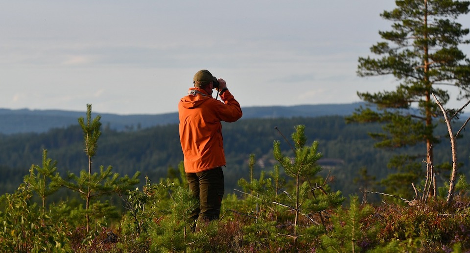 Ein Mann steht zwischen kniehohen Nadelbäumen auf einem Hügel und schaut durch ein Fernglas. Im Hintergrund befindet sich ein Nadelwald.