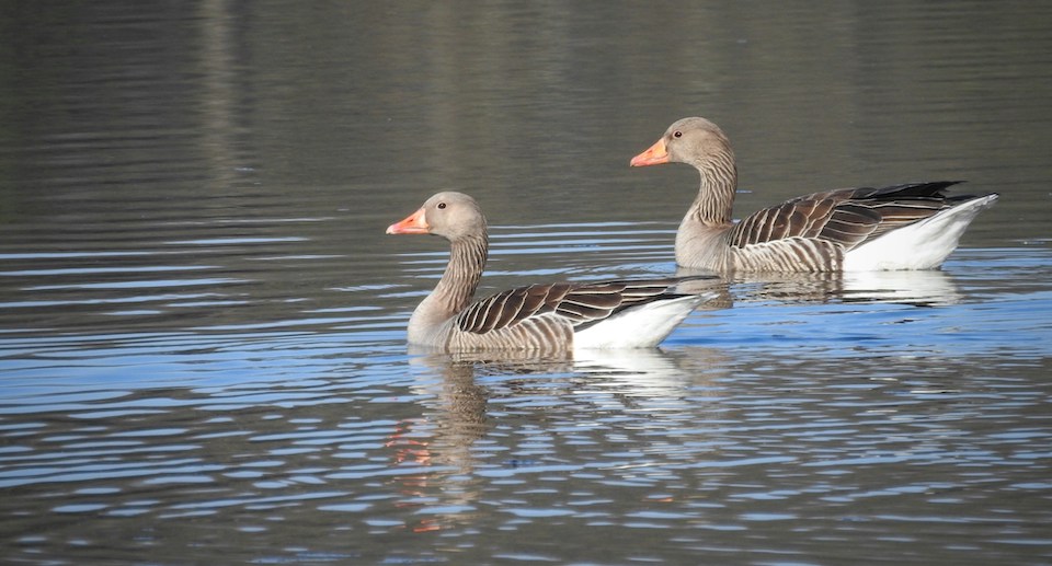 Zwei Graugänse schwimmen nebeneinander auf dem Wasser.