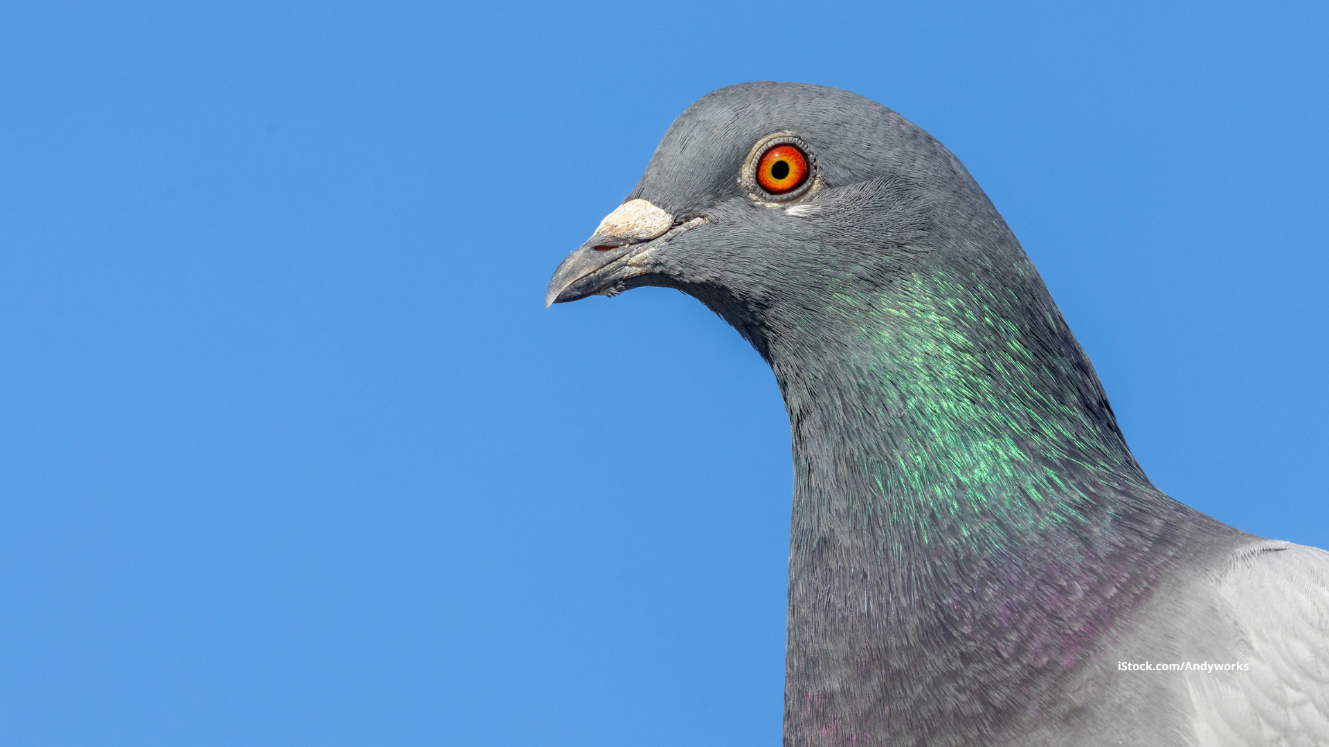 Tauben: Vom Wildvogel zum Stadtbewohner