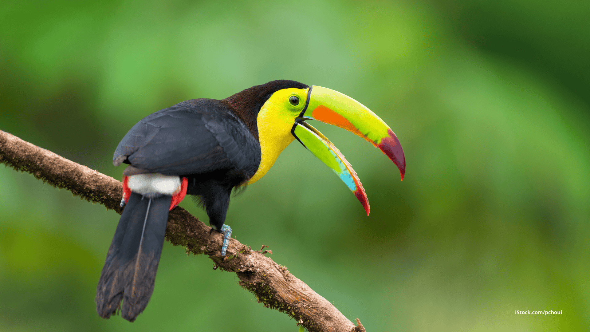 Vogelbeobachtung in Südamerika
