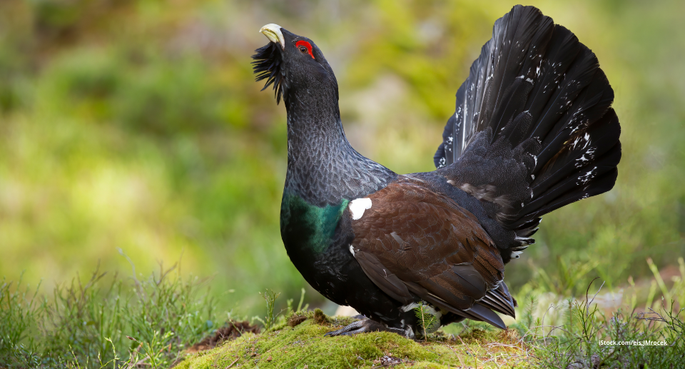 Raufußhühner: beeindruckende Hühnervögel