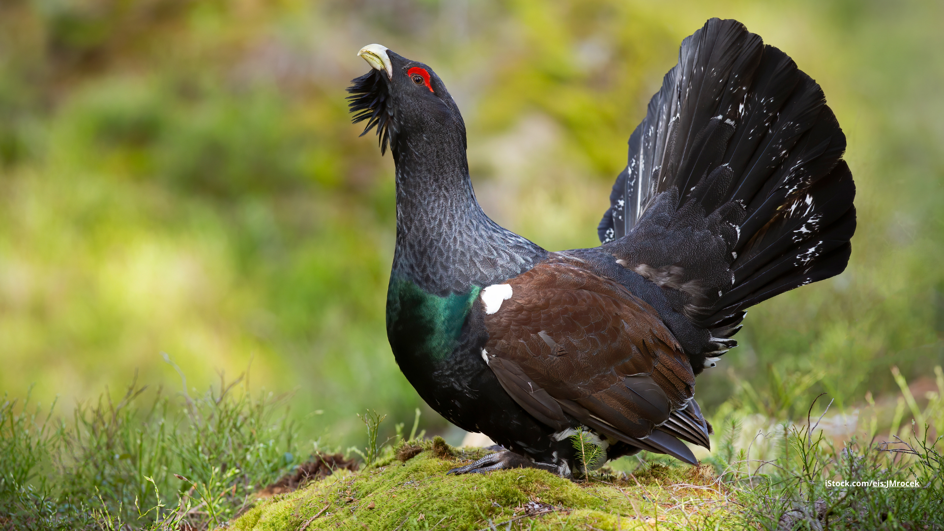 Raufußhühner: beeindruckende Hühnervögel