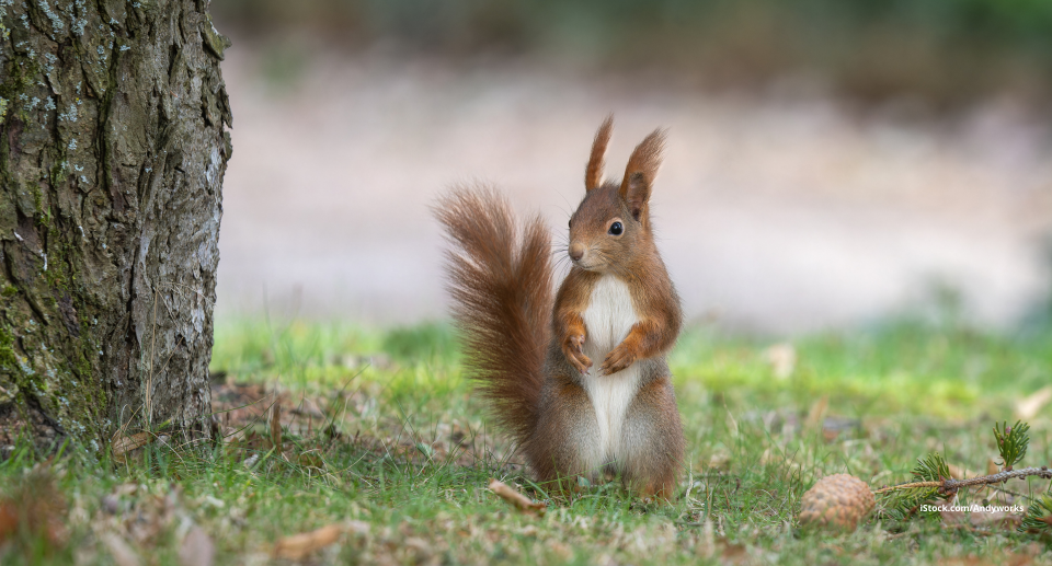 Pfiffiger Kletterkünstler: Eichhörnchen