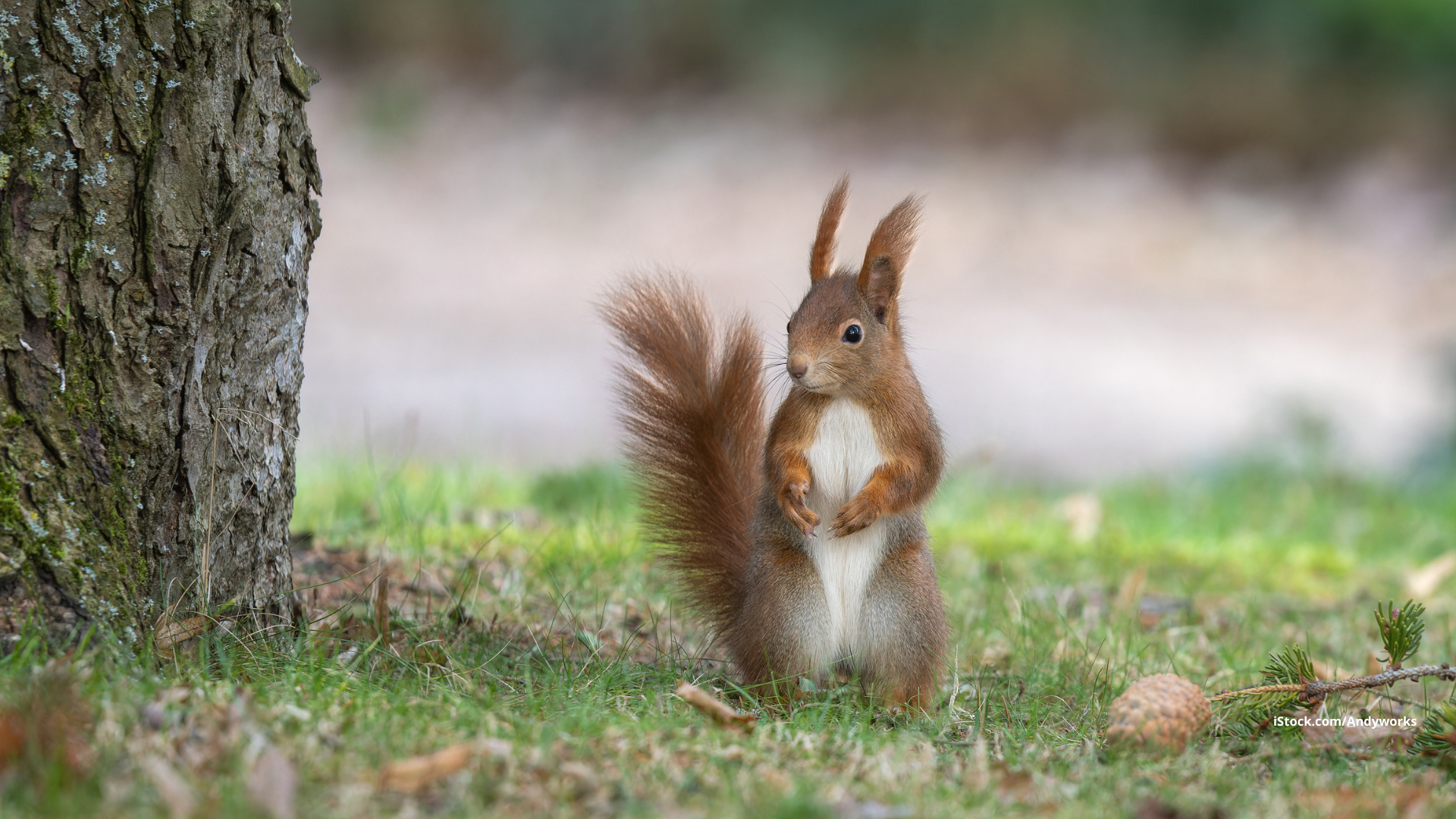 Pfiffiger Kletterkünstler: Eichhörnchen